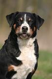 BOUVIER D'APPENZELL 148